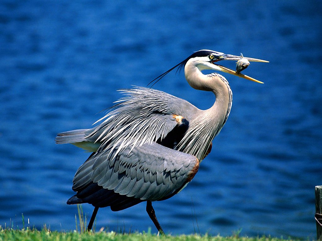 Great Blue Heron
